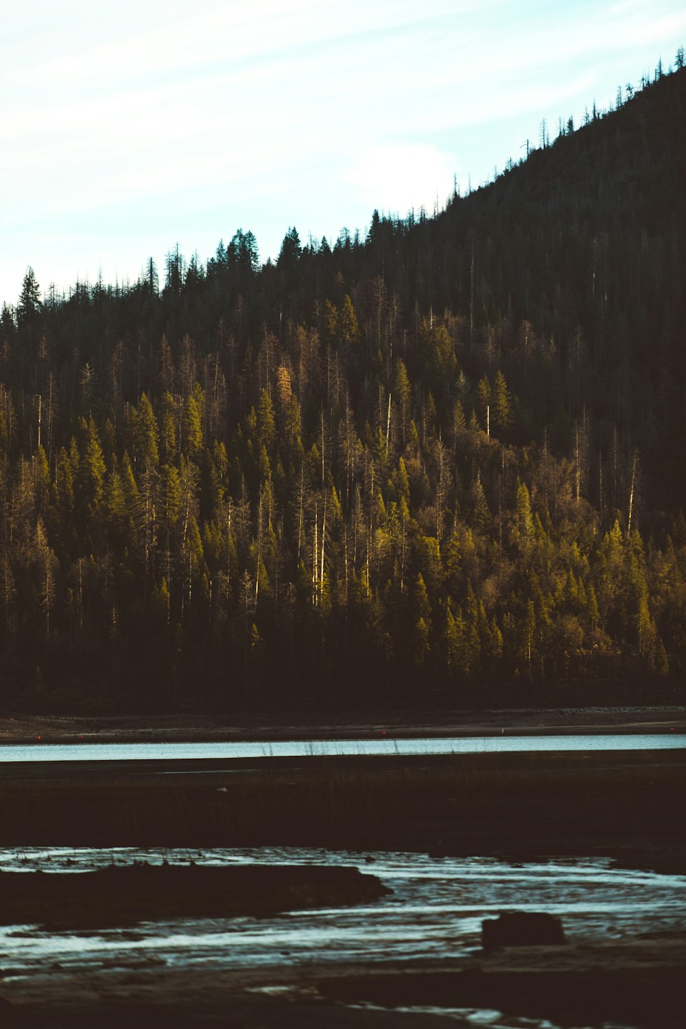 forest and lake