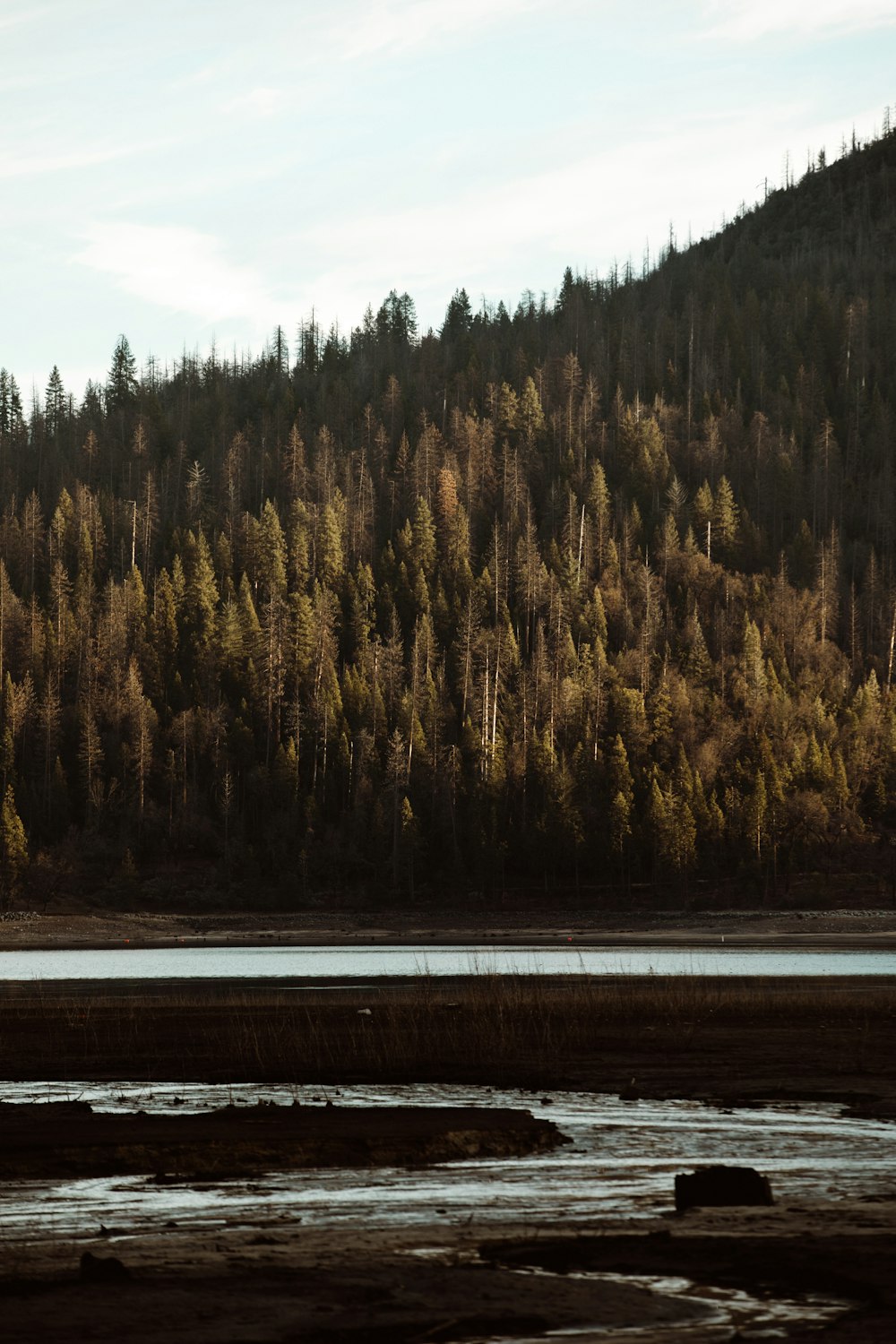 body of water near tree during daytime