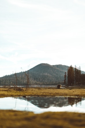 A wide landscape shot of a serene natural environment with soft light