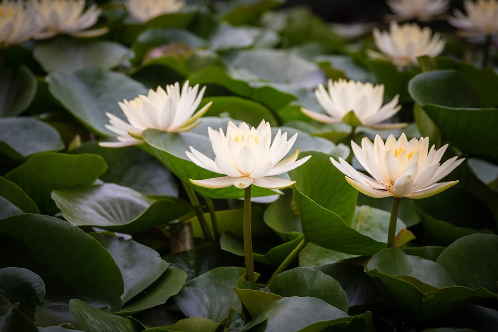 white-petaled flowers