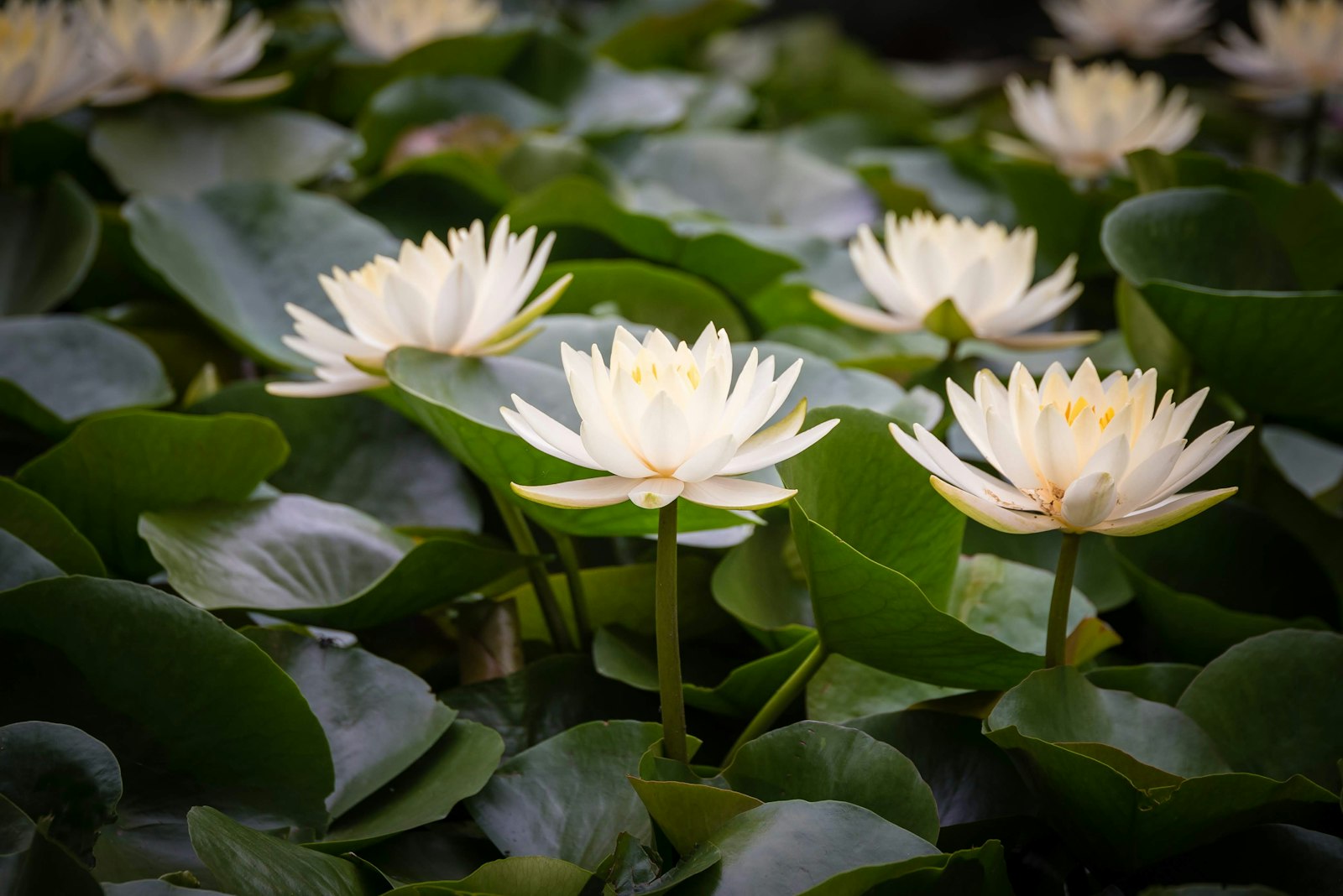 Sigma 24-105mm F4 DG OS HSM Art sample photo. White-petaled flowers photography