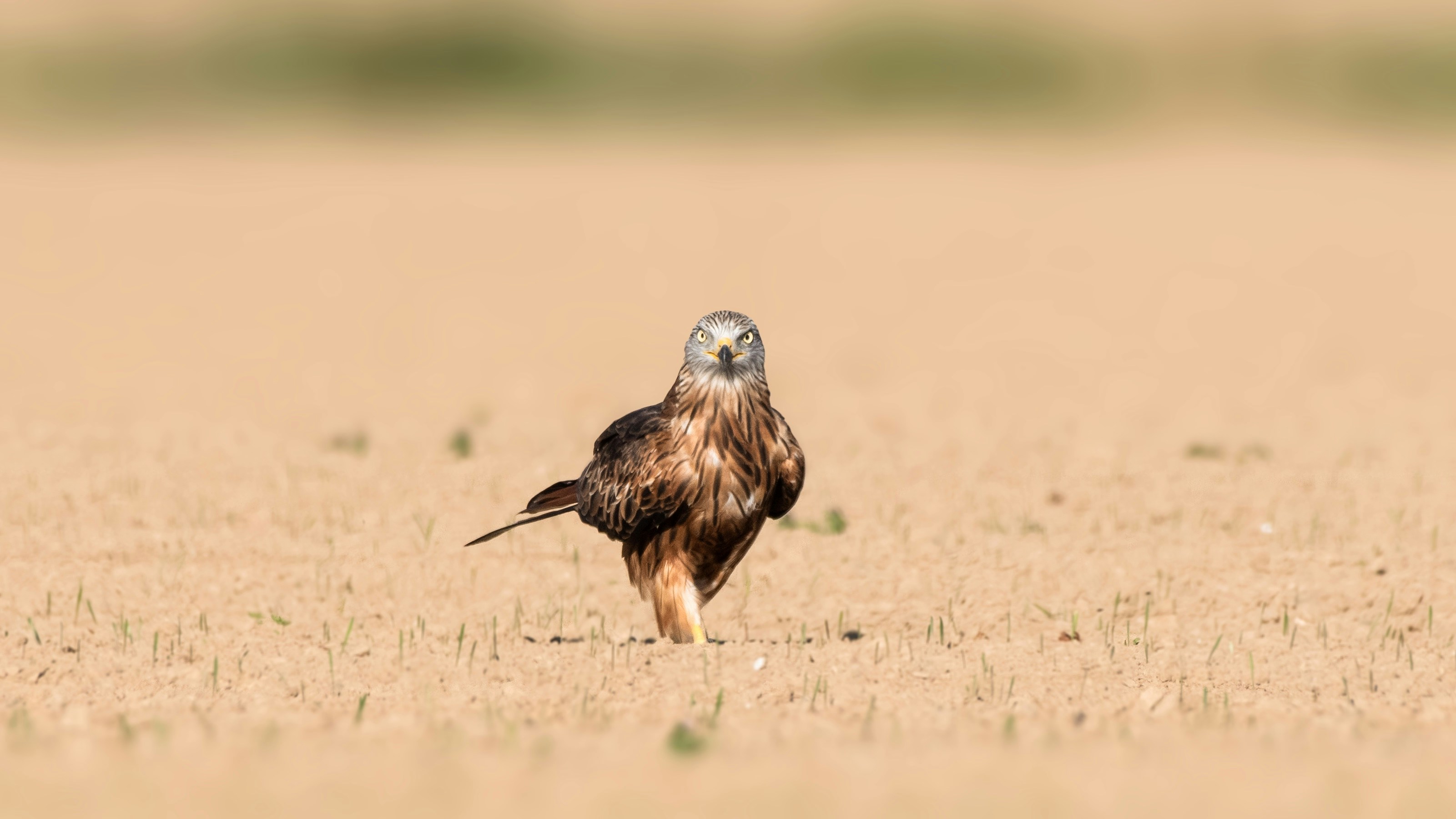black and brown wolf head