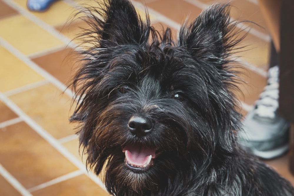 adult black cairn terrier