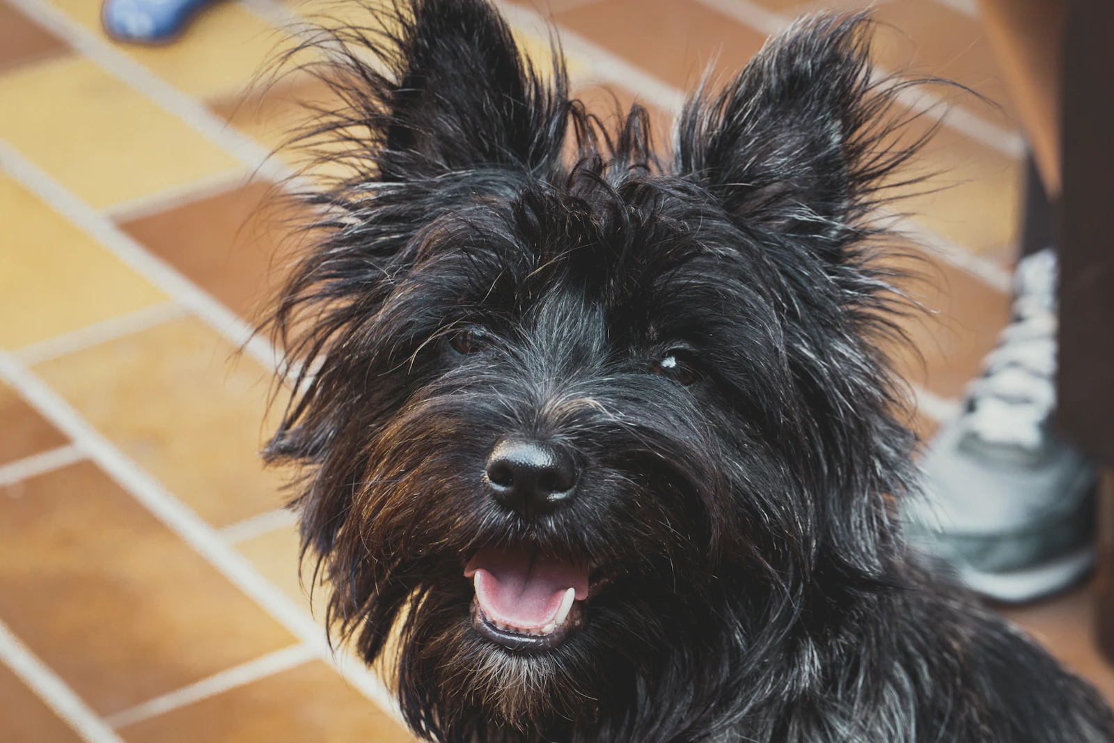Adult Cairn Terrier portrait, photo on Unsplash