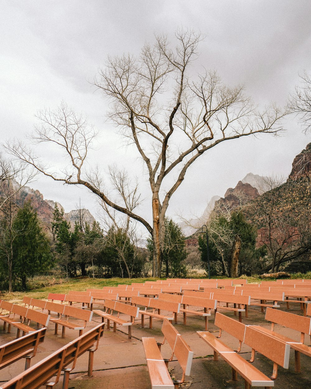 bare tree near brown bench