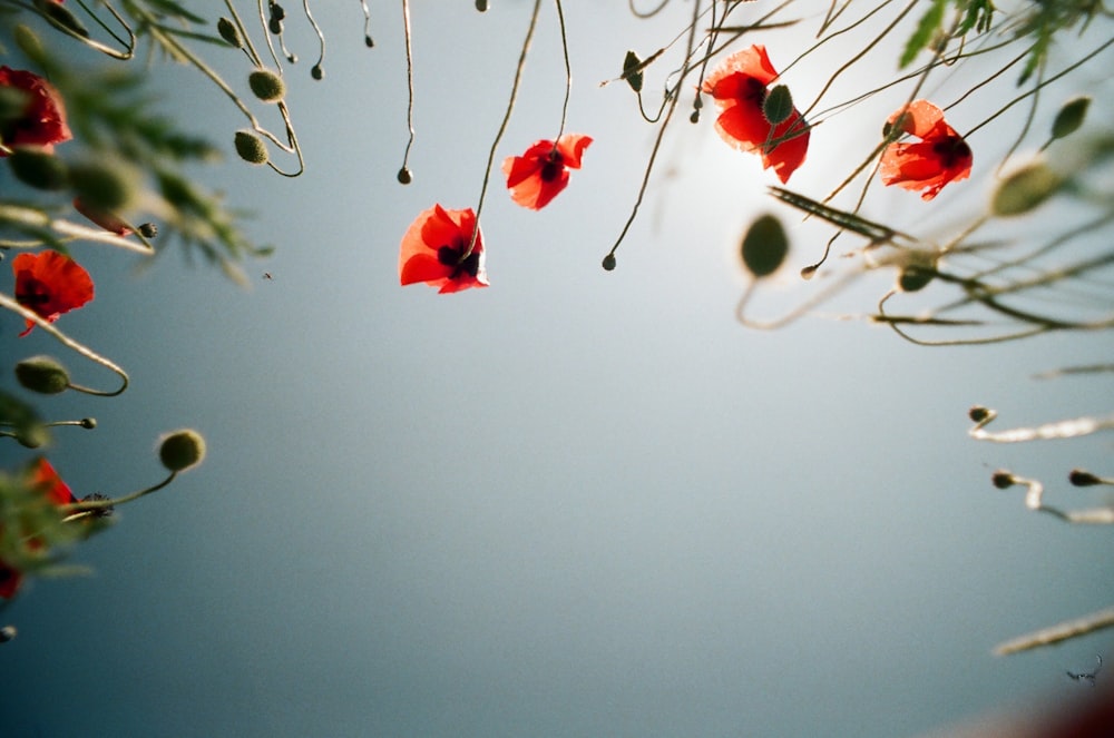 close-up photo of red petaled flowers