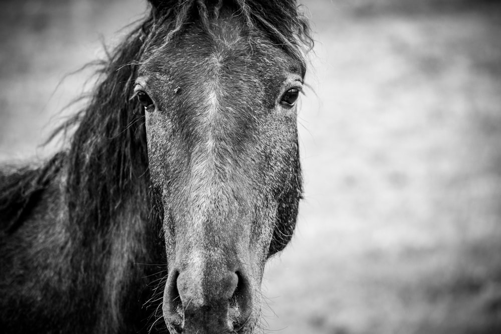 grayscale photo of horse