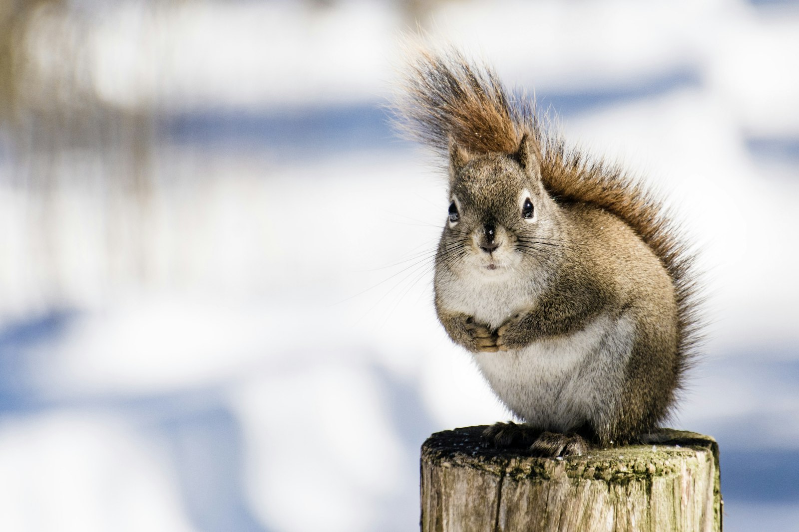 Nikon D7100 + Tamron 18-270mm F3.5-6.3 Di II VC PZD sample photo. Squirrel on brown post photography