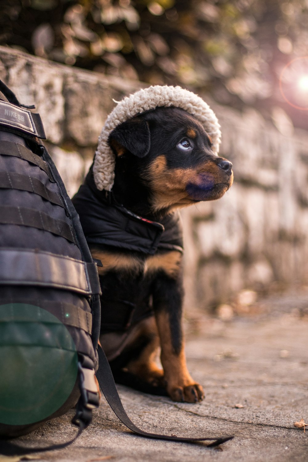 selective focus photography of black and tan Rottweiler puppy beside bag