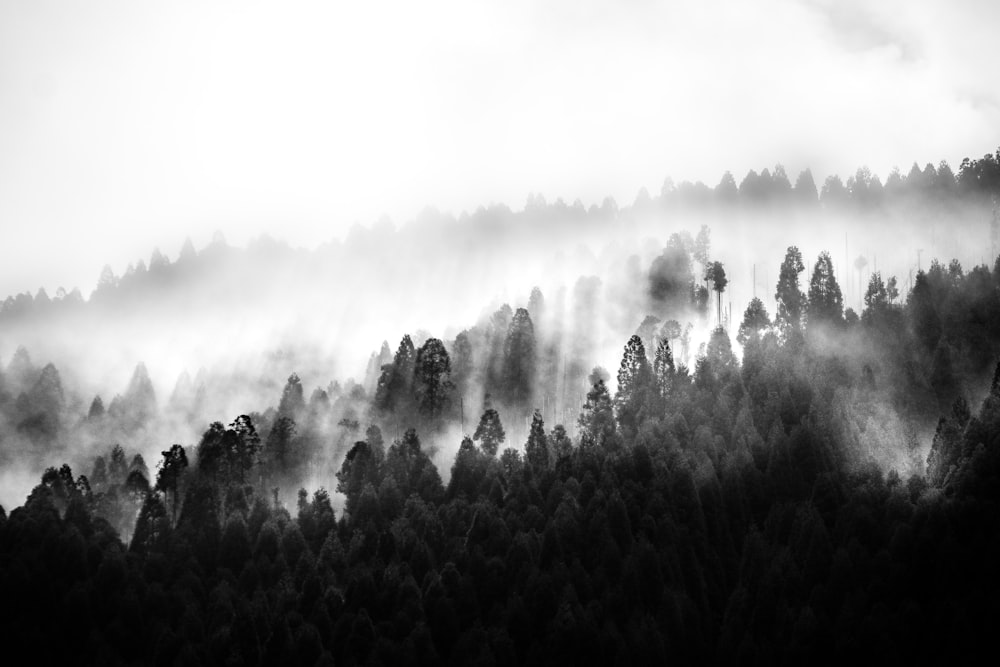 silhouette photo of forest cover with fog