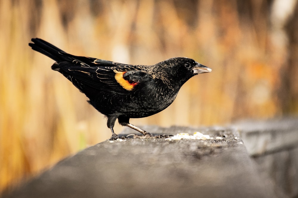 黒い鳥のマクロ撮影の写真 Unsplashで見つける鳥の無料写真