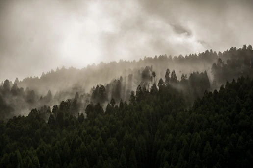 A serene misty morning over the rugged Scottish Highlands, with soft light filtering through ancient pine trees.