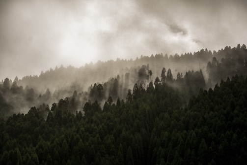 A misty forest at dawn with soft light filtering through tall pine trees, capturing the quiet Nordic atmosphere.