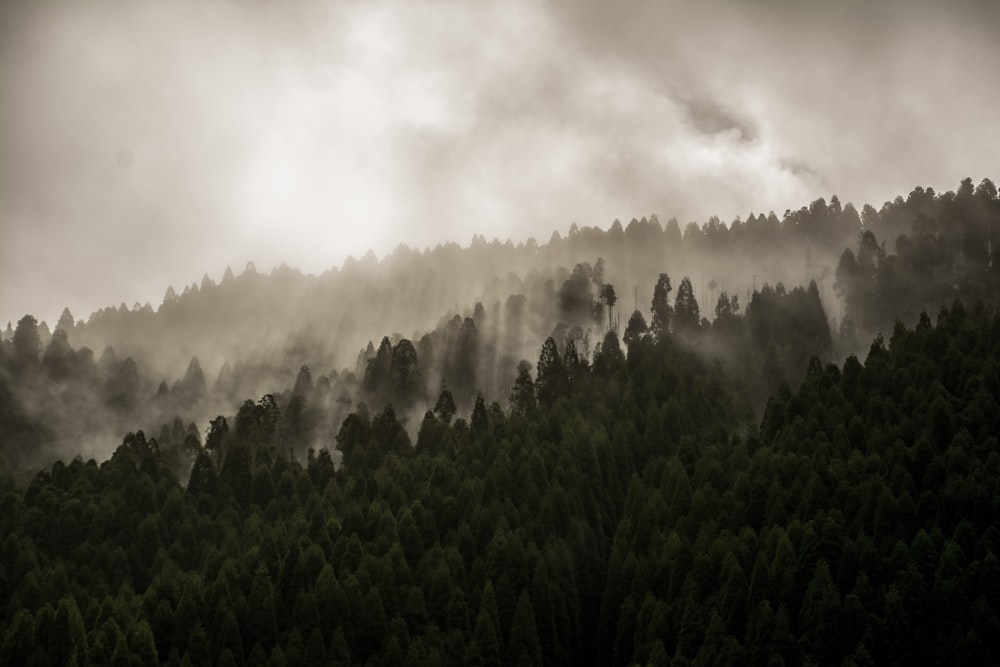 nature photography of pine trees under cloudy sky during daytime