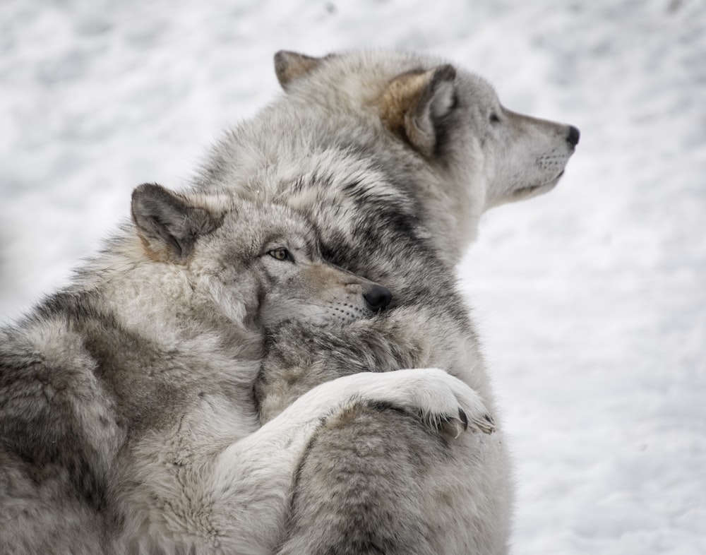 zwei graue Wölfe