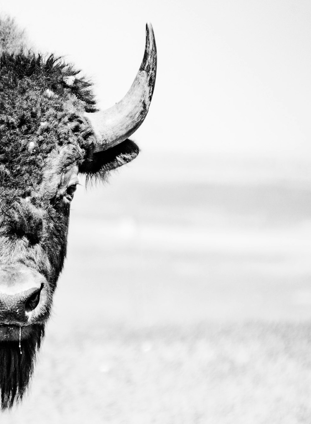 Fotografía en escala de grises de la vaca