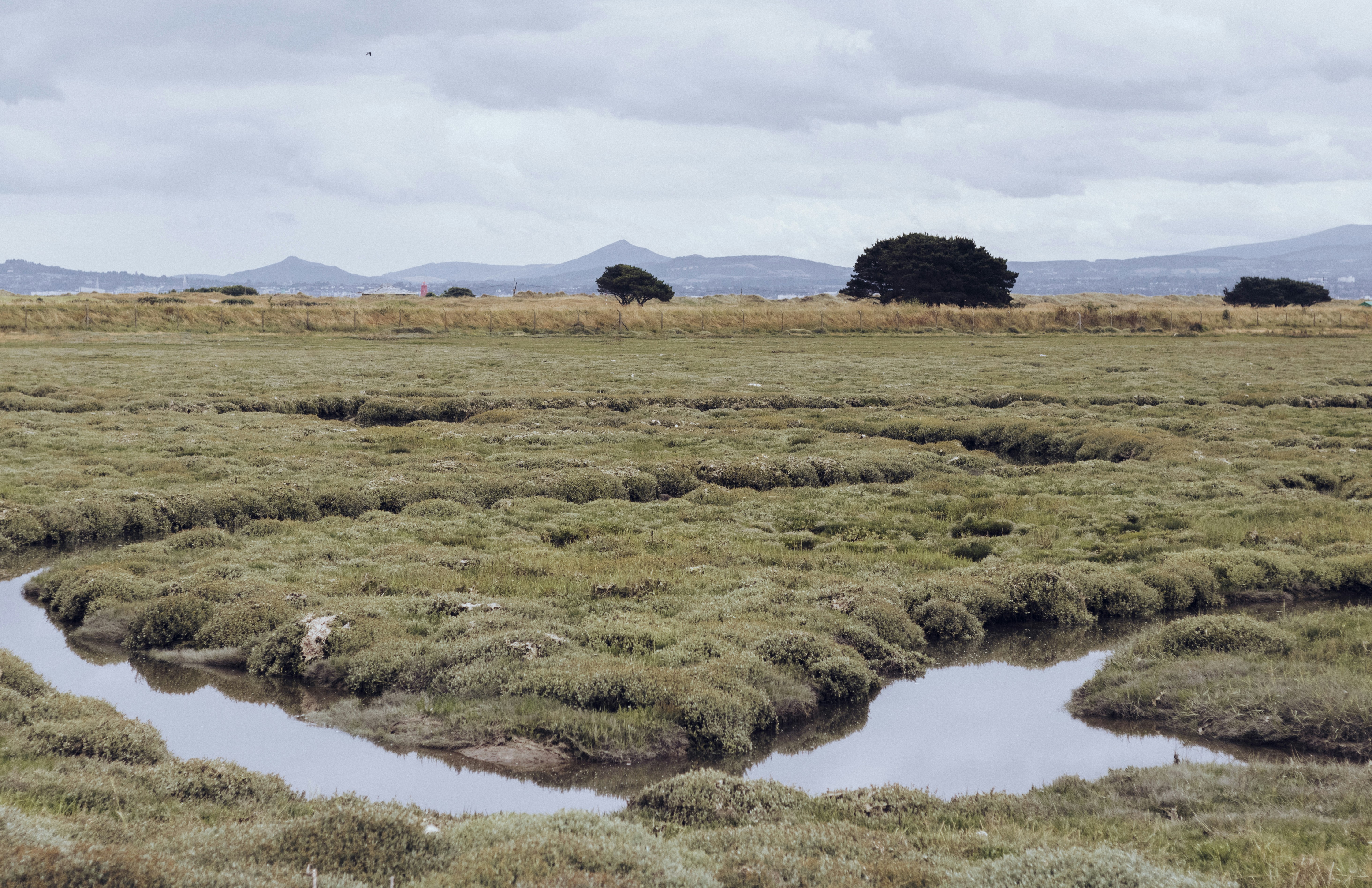 Indonesia's Leading Climate Tech Startups Driving Peatland Restoration and Carbon Finance in 2025