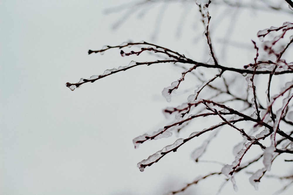 verdorrter Baum mit Schnee bedeckt