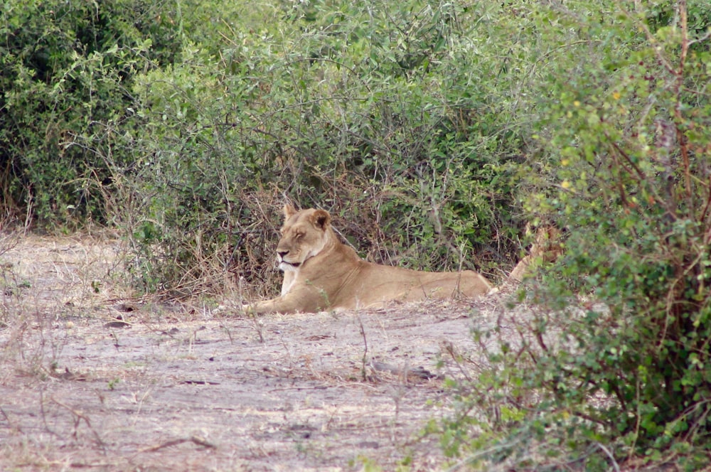 brown lion