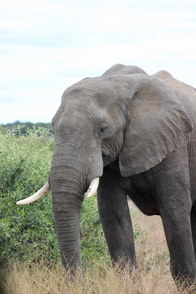 African Wildlife Flashcards