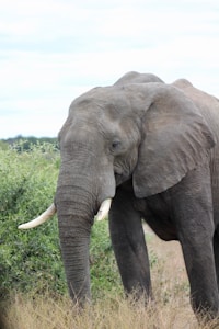 Elephant Plush