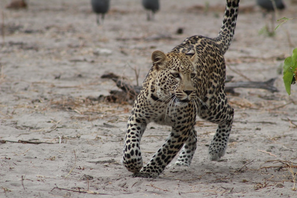 brown leopard