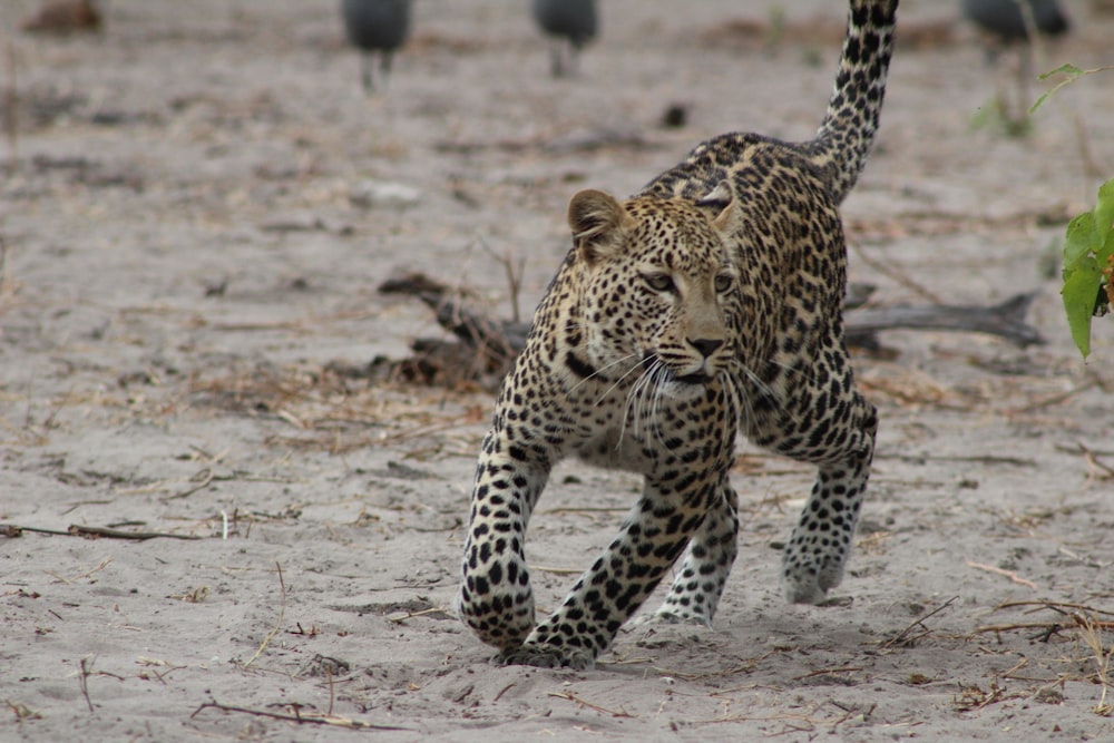 brauner Leopard