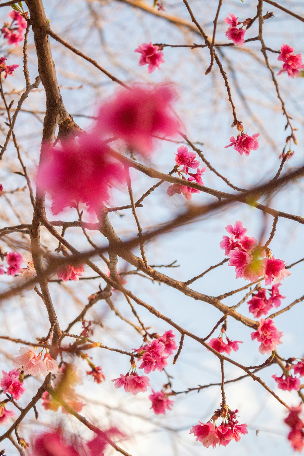 photo de mise au point sélective de fleurs de cerisier