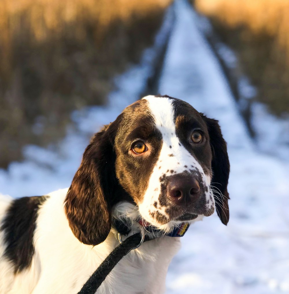 short-coated black and white dog