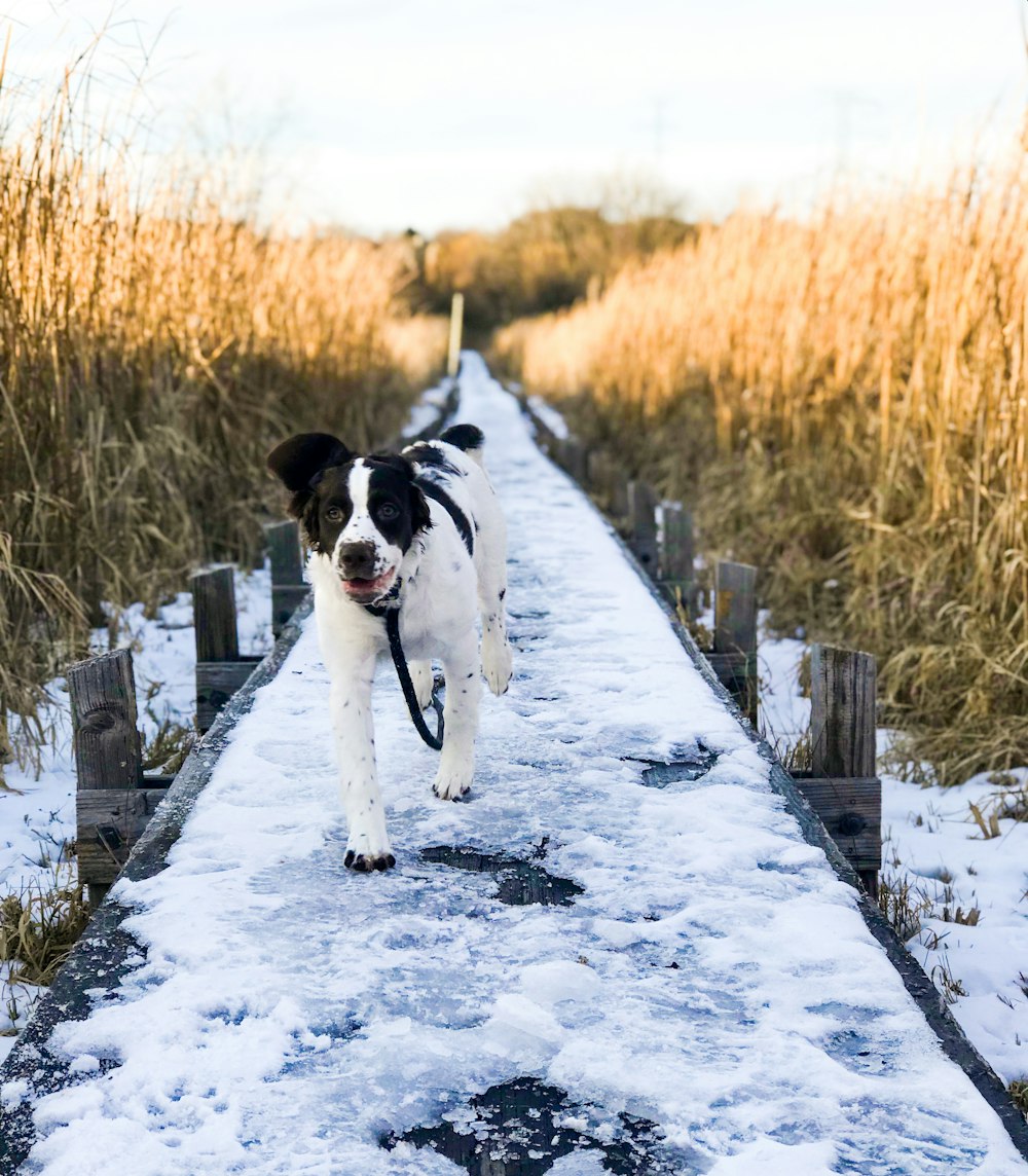 dog walking on concrete walkway covered with snow
