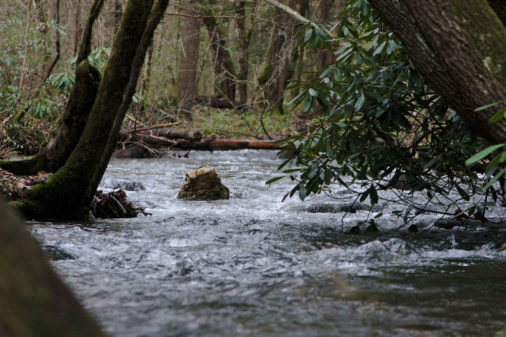 river surrounded by trees