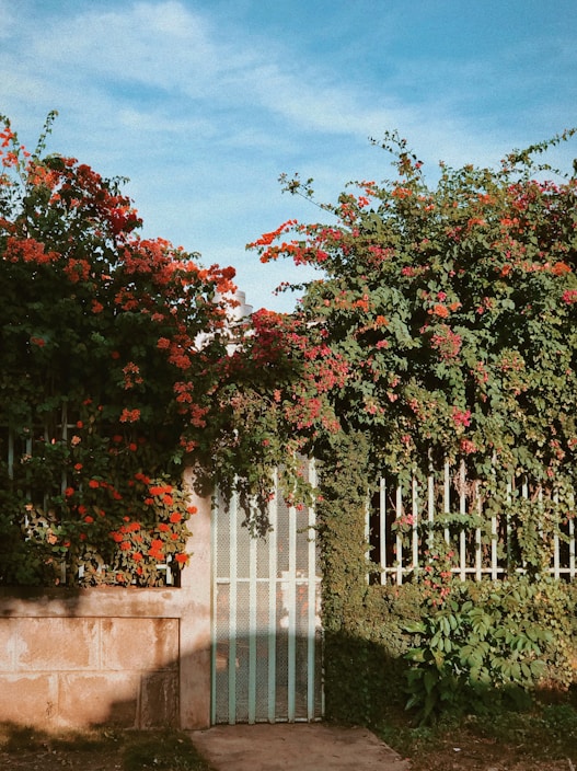 A wrought iron gate is partially covered by lush green foliage and vibrant red flowers. The gate is flanked by a stone wall and sits under a clear blue sky. The sunlight casts soft shadows, creating a serene and natural setting.