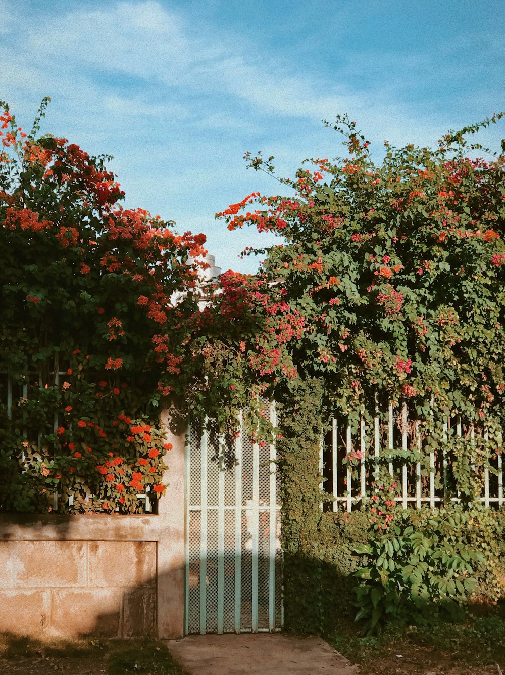 gate filled of flowers