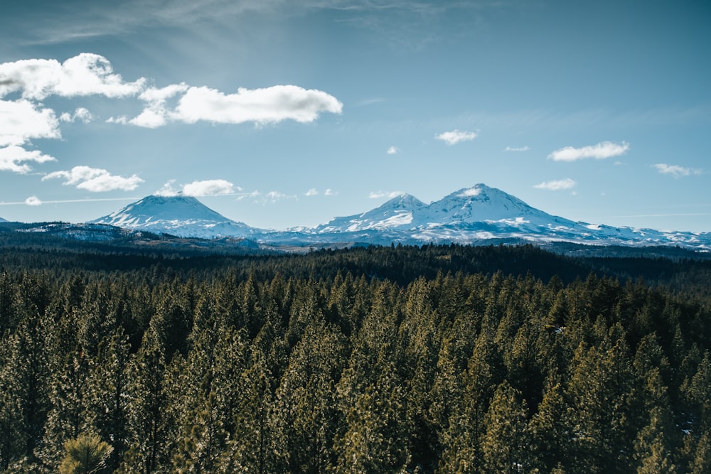 forest beside snow-capped mountains