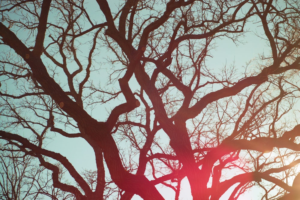 low angle photo of leafless tree