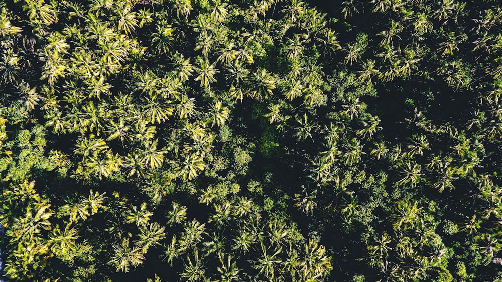 aerial photography of green leaf trees