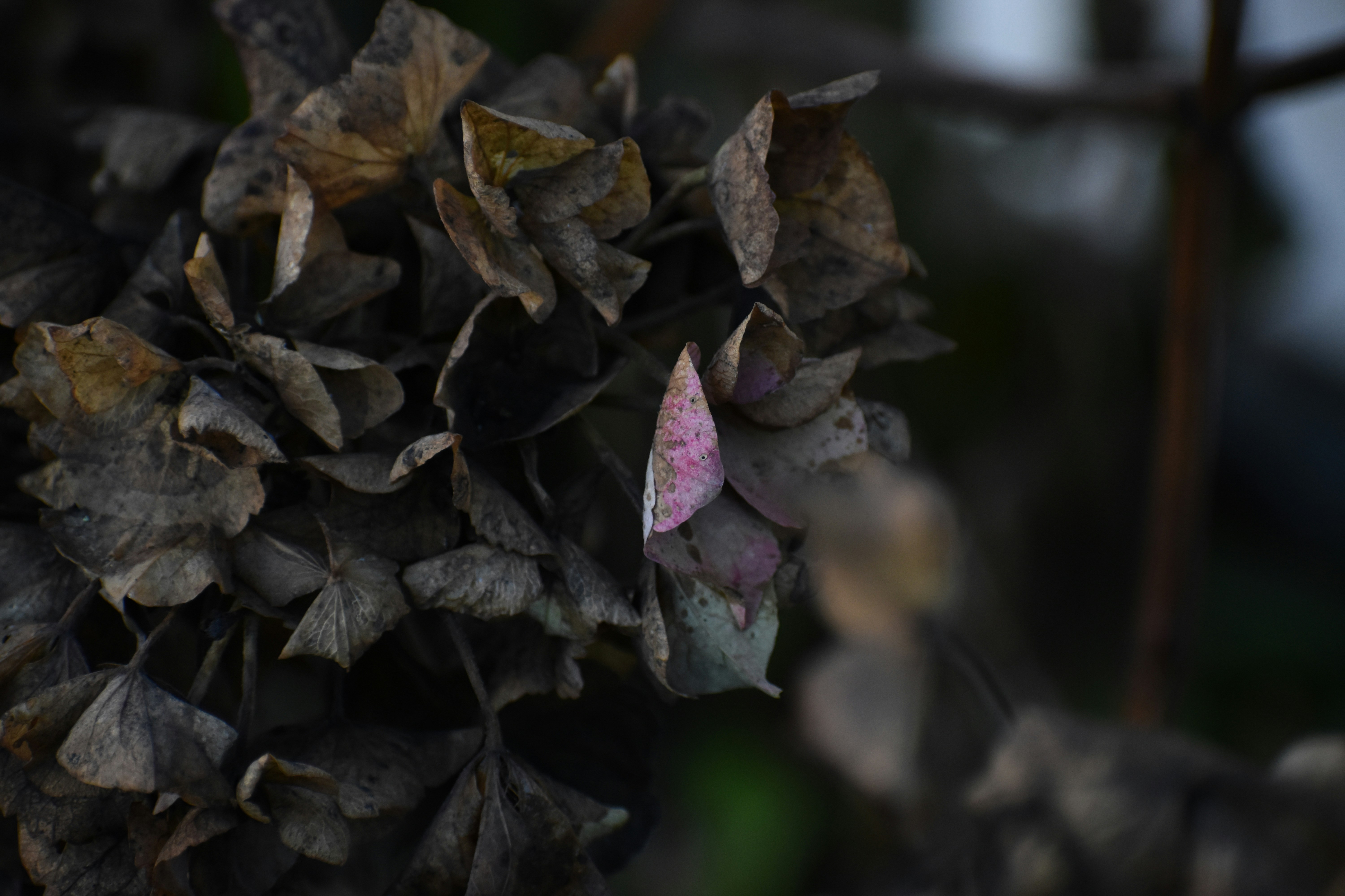 Photo by pictures102