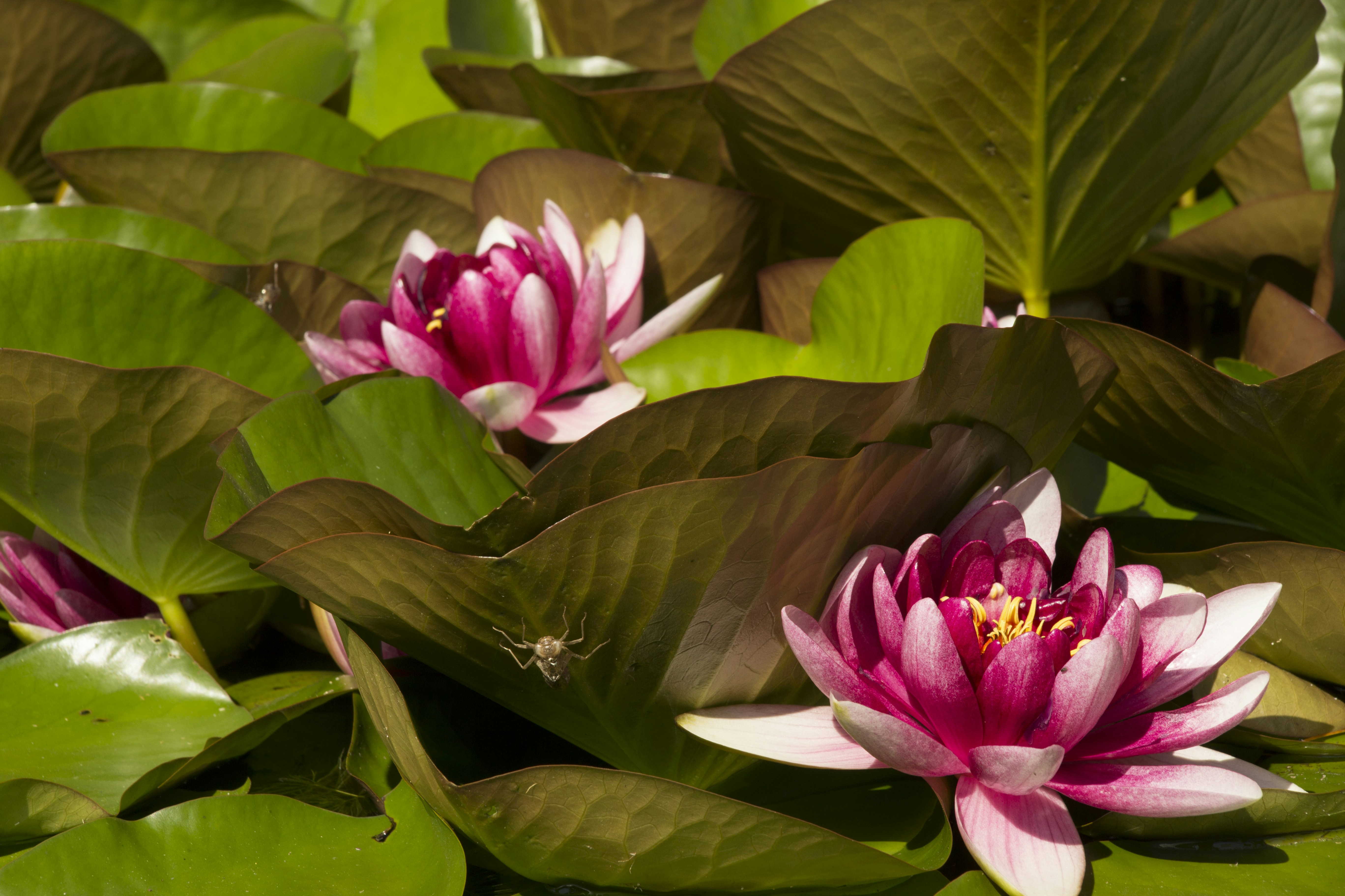 pink lotus flower