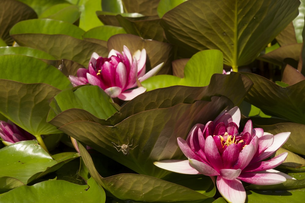 pink lotus flower