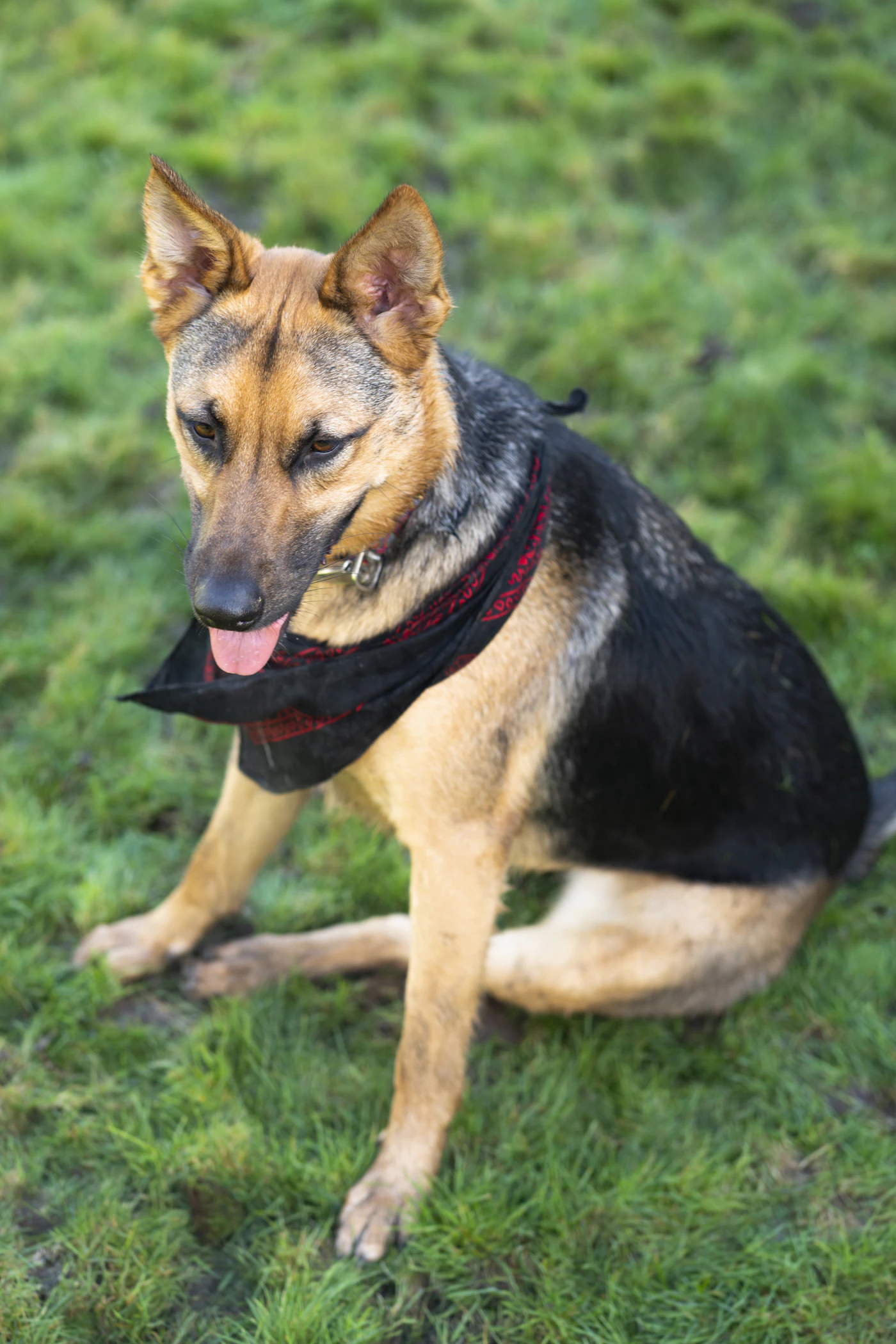 A black and tan German shepherd sitting alert and watchful in an open grassy field