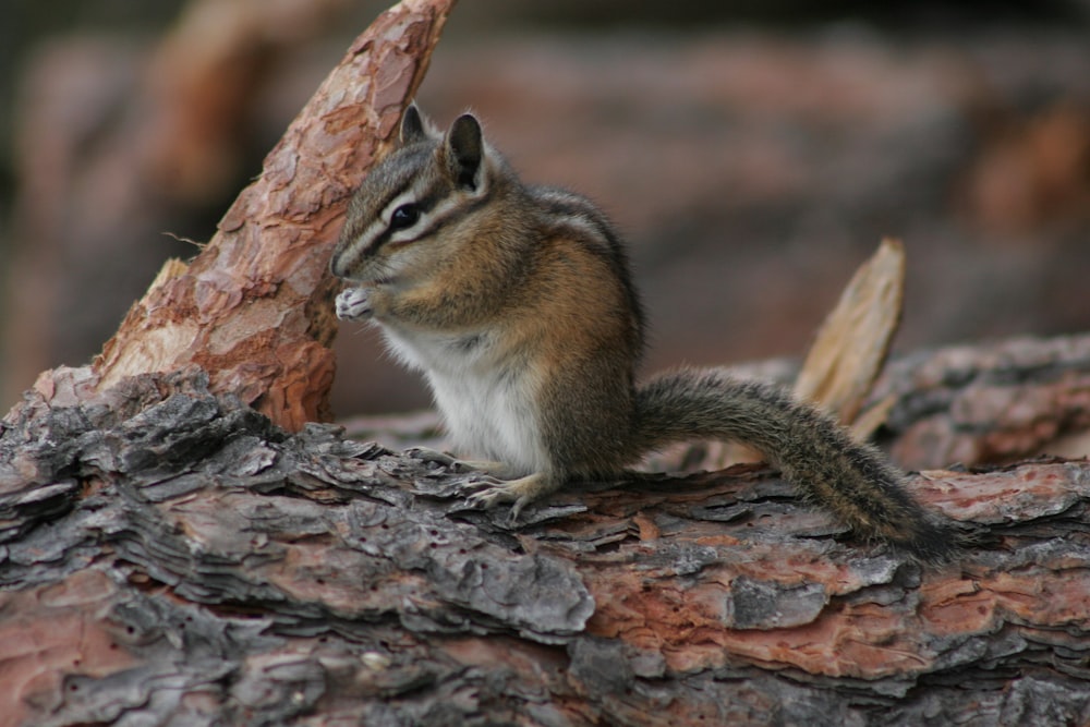 selective focus photo of rodent