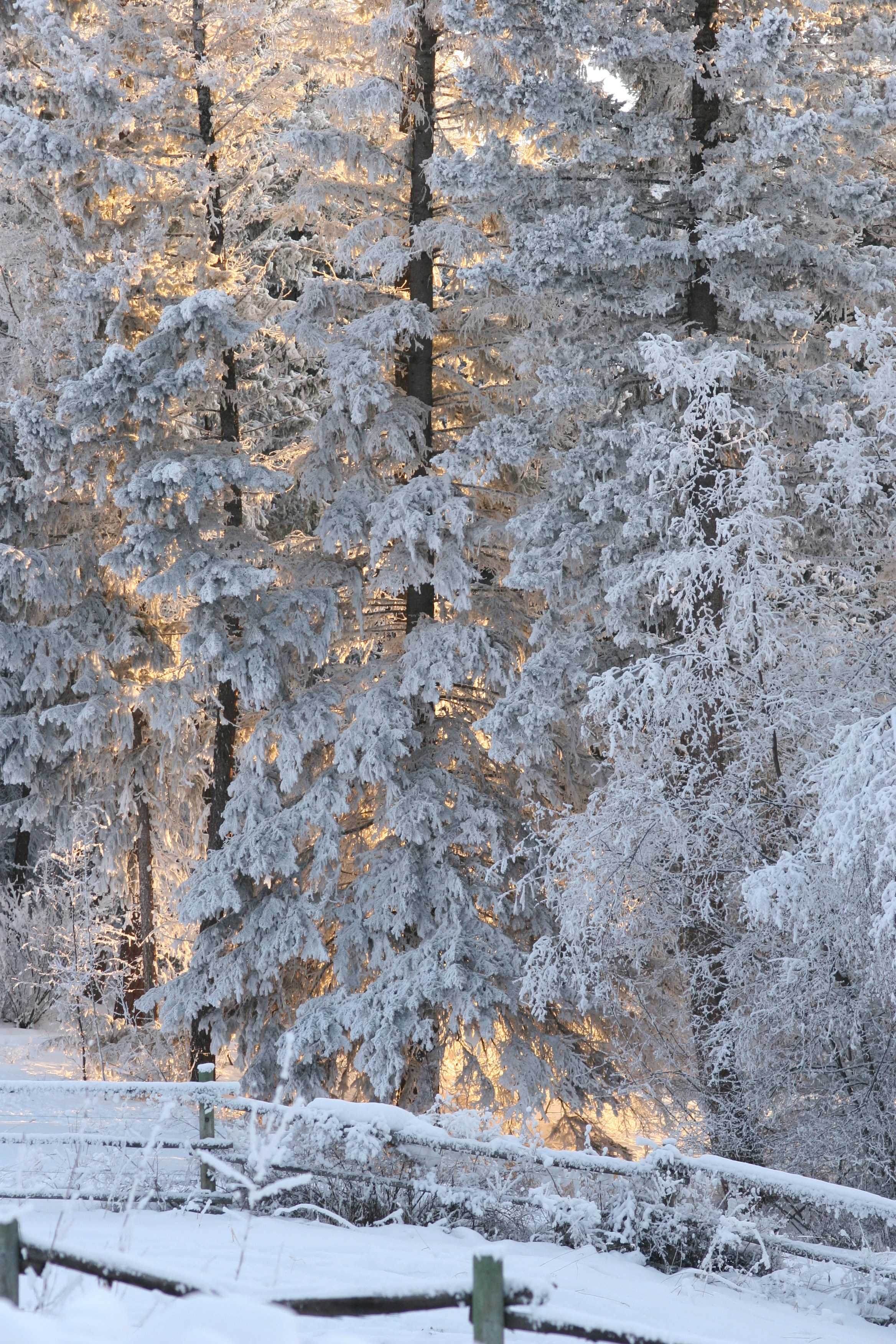 white-leafed trees