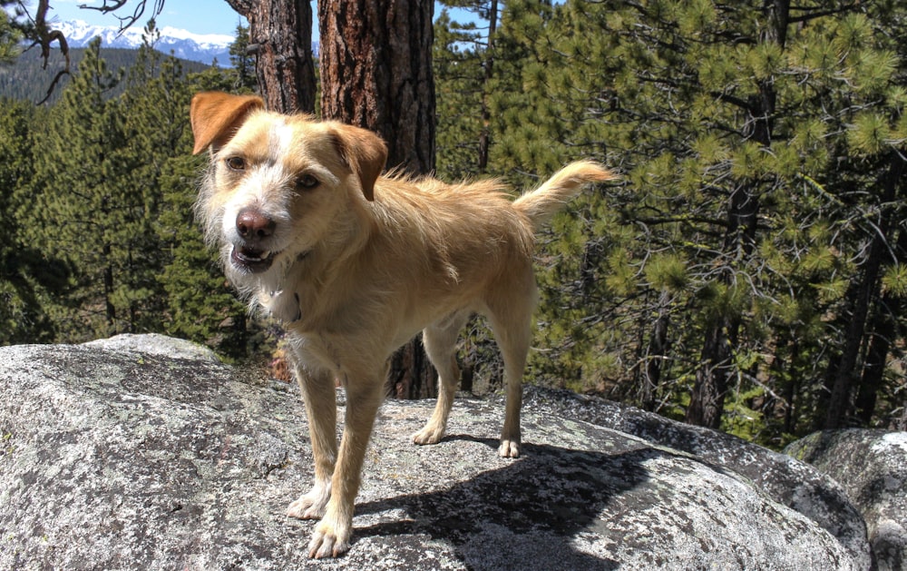 brown dog standing on cliff