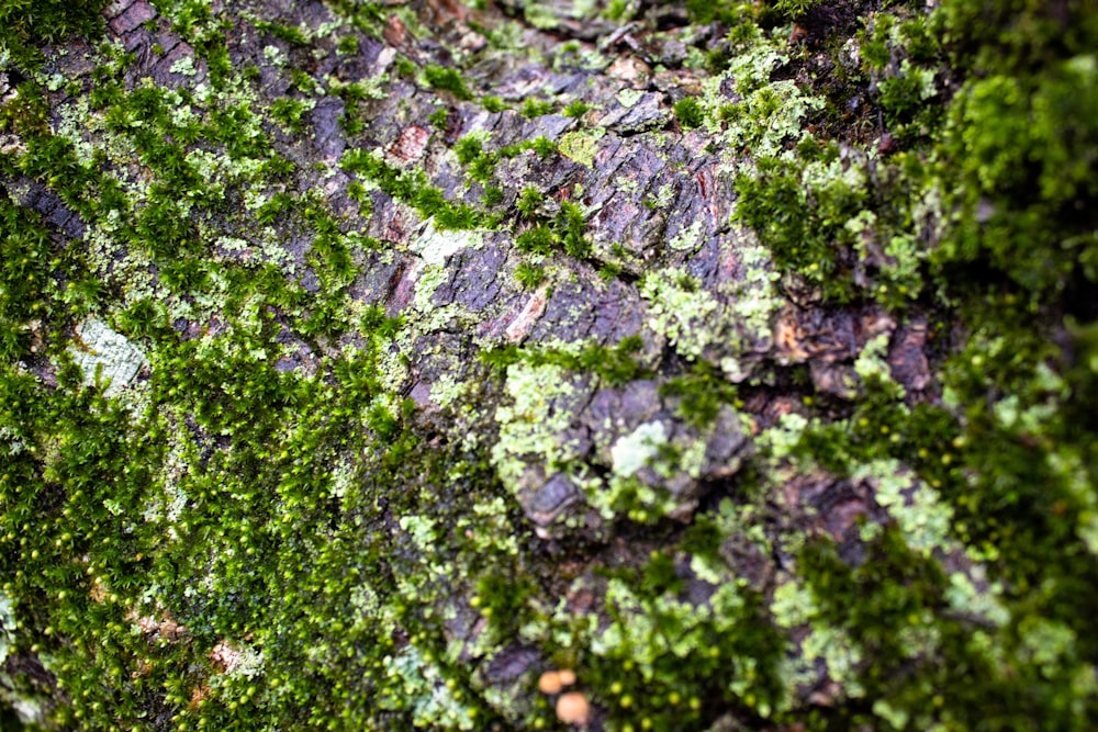 A close up of a tree with green moss growing on it photo – Free Green Image  on Unsplash