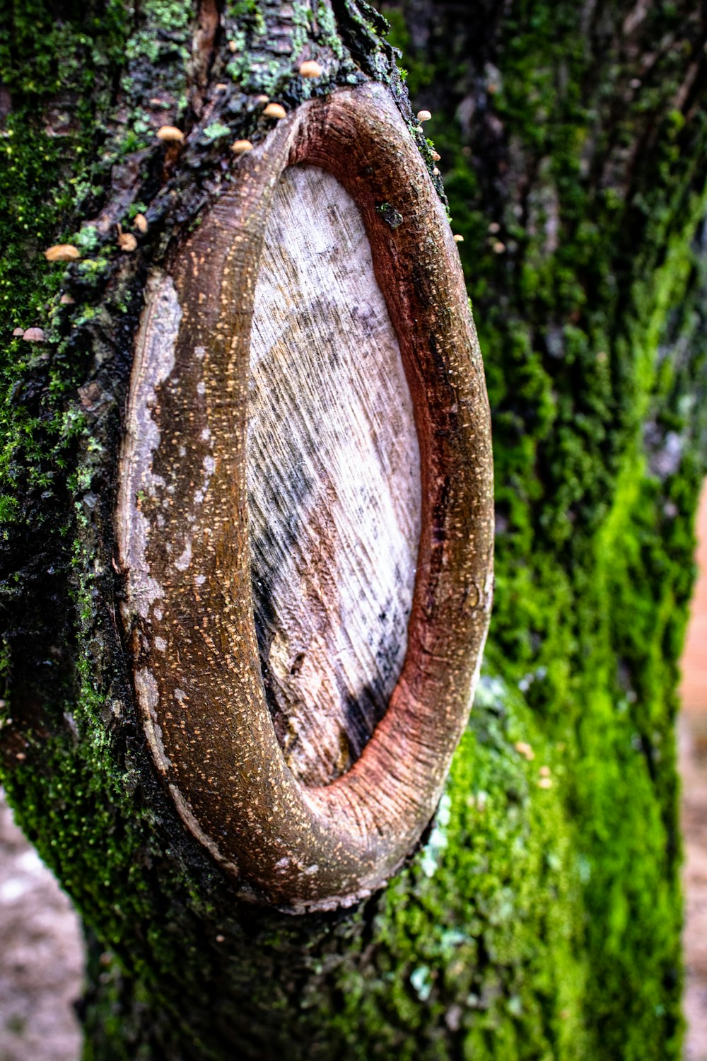 un gros plan d’un arbre avec de la mousse qui pousse dessus