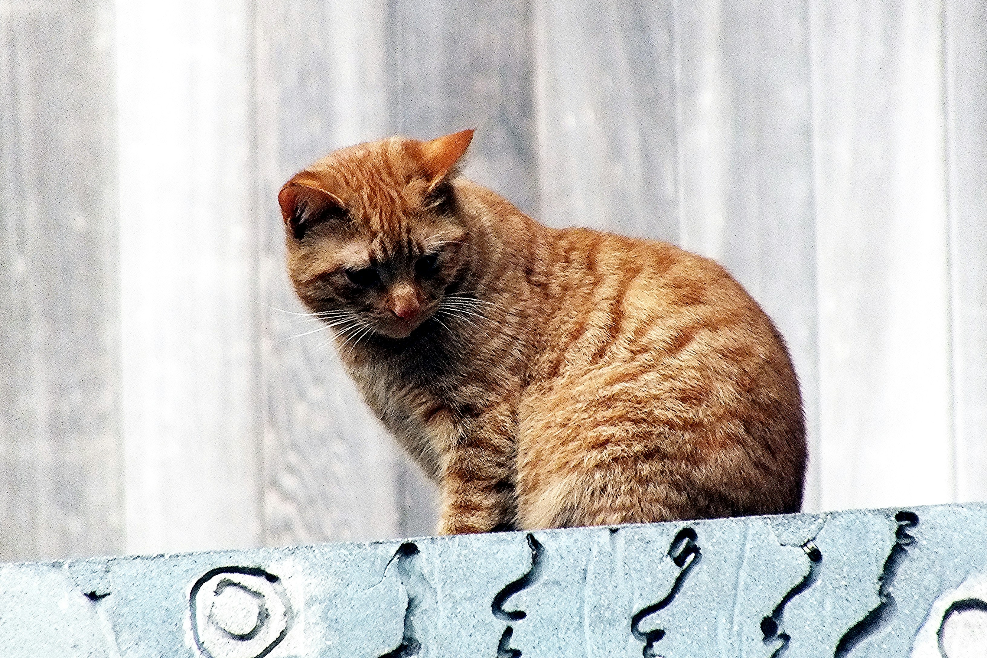 Rockige Katzenkunst für Dich