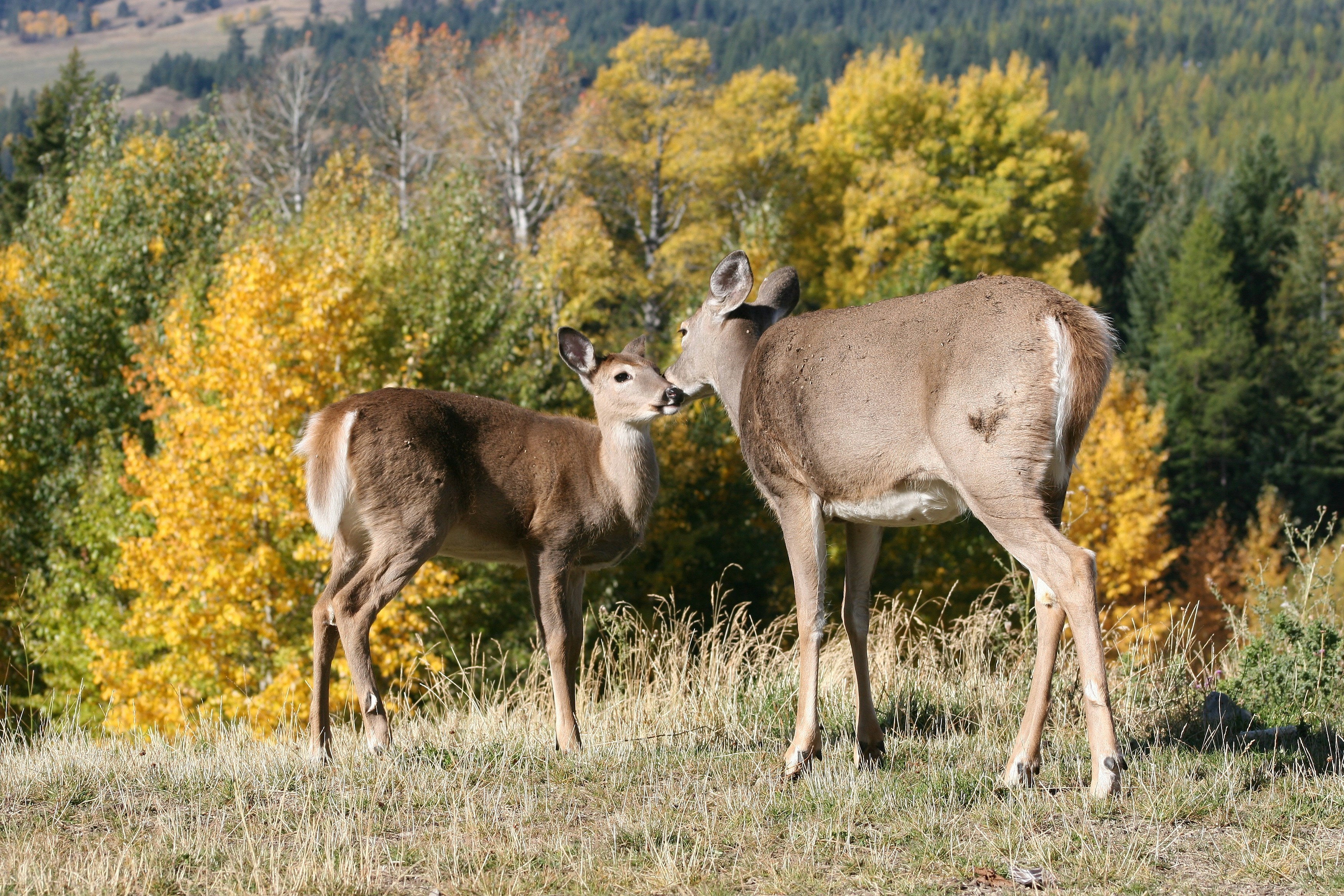 two deer near green trees