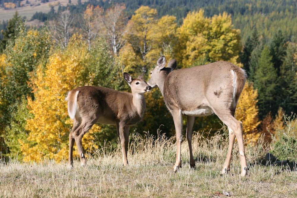 two deer near green trees