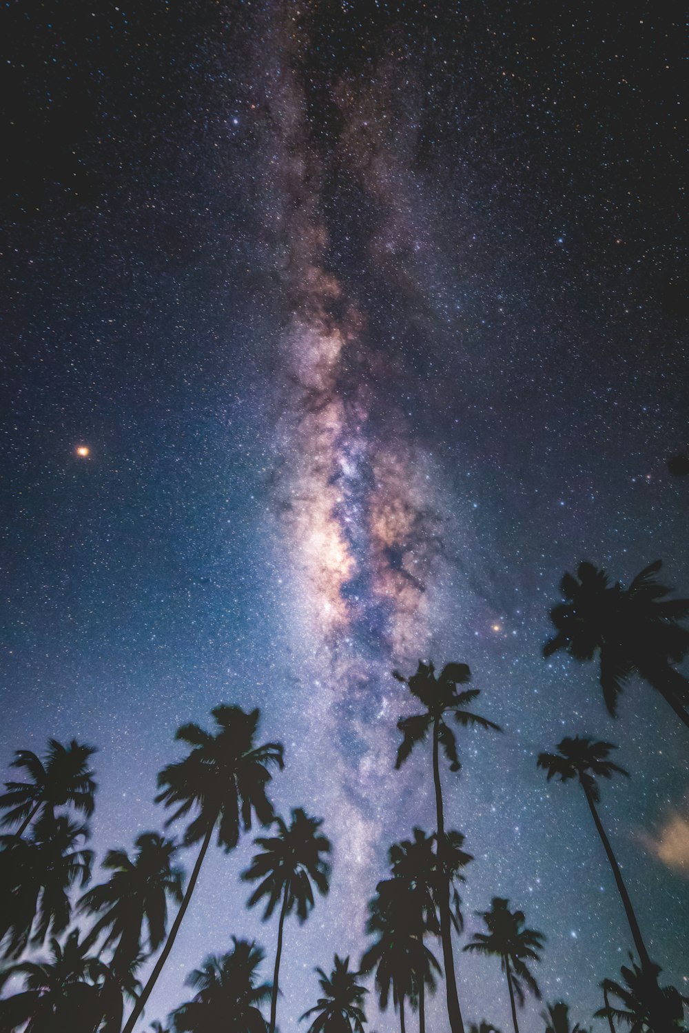 silhouette of coconut tree during nighttime