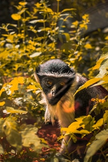 A vibrant illustration of a golden monkey symbolizing opportunity and awareness.